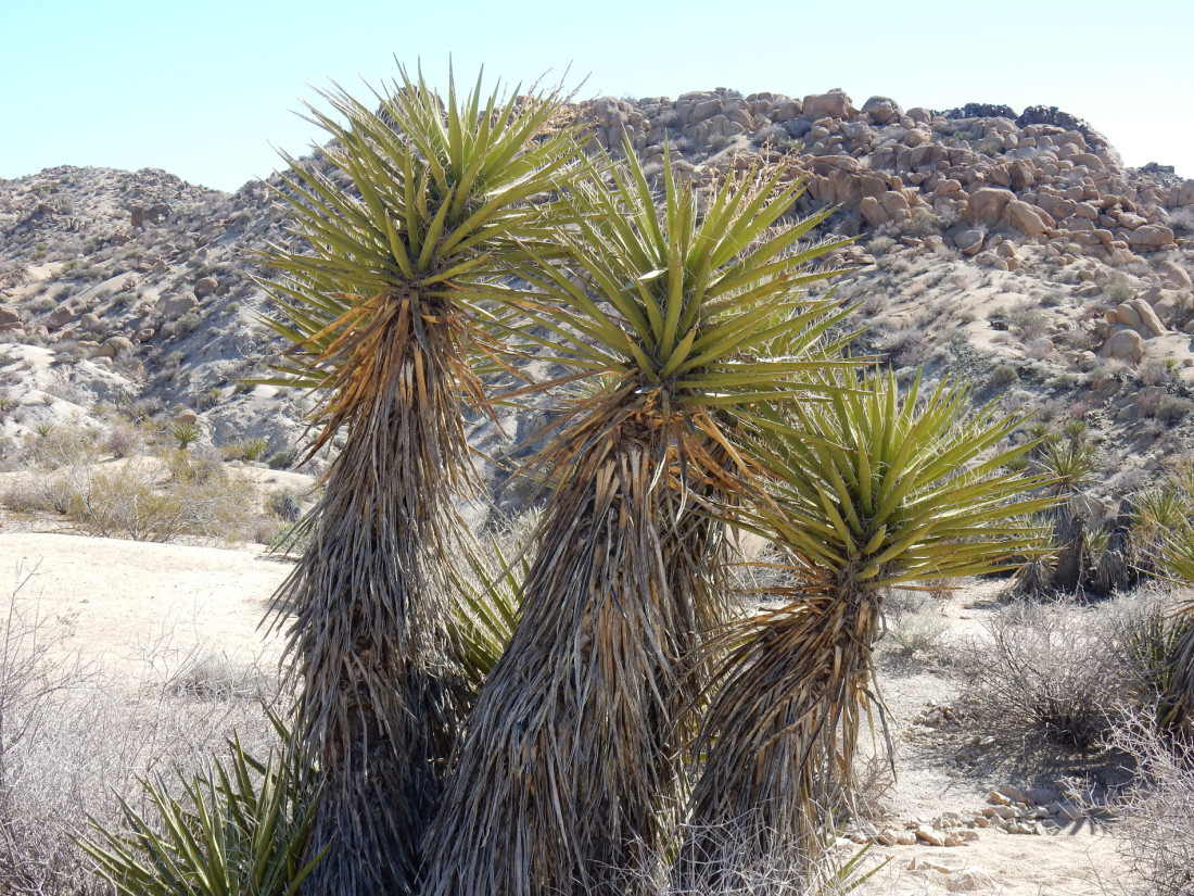 Revisiting Joshua Tree National Park – The Adventures of Trail & Hitch