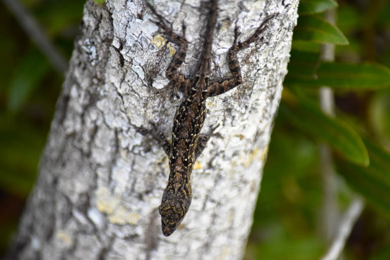 Everglades National Park – The Adventures of Trail & Hitch