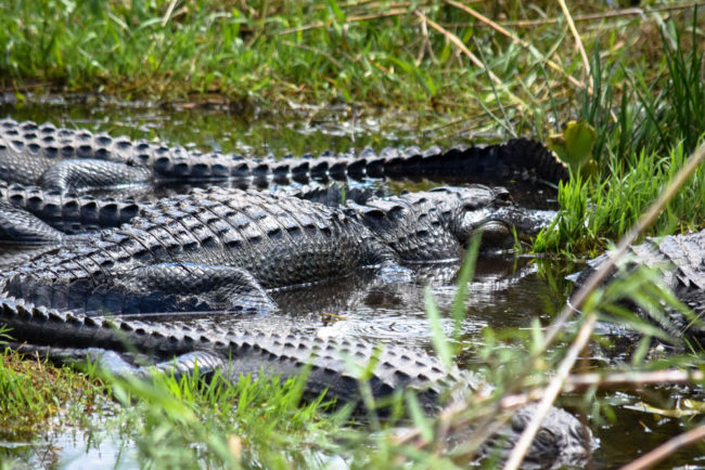 Everglades National Park – The Adventures of Trail & Hitch