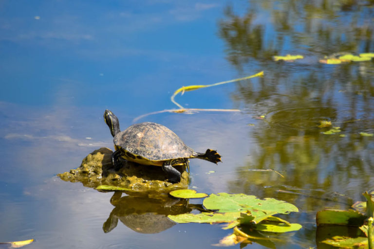 Everglades National Park – The Adventures of Trail & Hitch