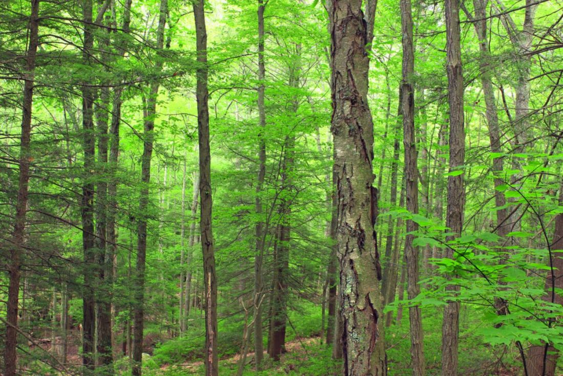 Marsh – Billings – Rockefeller National Historical Park – The ...